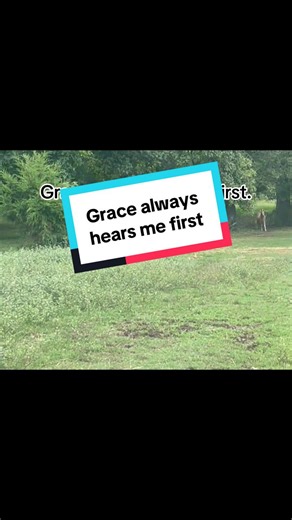 Grace usually hears me before I see her. She runs first. Cody follows. That's our usual greeting.💙 #horselove #horseconnection #equinebond #equestrianlife #horsepeople