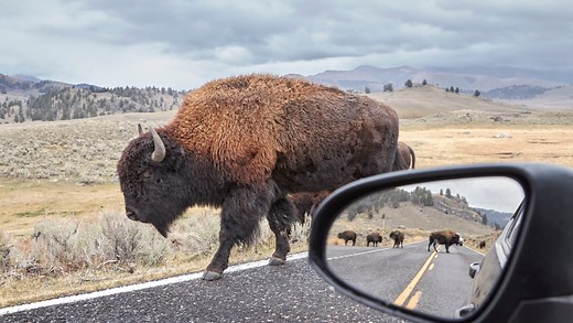 10 Best Places to See Bison in the Wild | Always On Liberty
