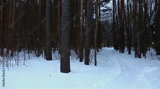 Snow forest with foot snowdrifts path with beautiful tall pine trees in the cold winter white much snowy