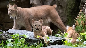 19K views · 1.3K reactions | There is new activity afoot in the...