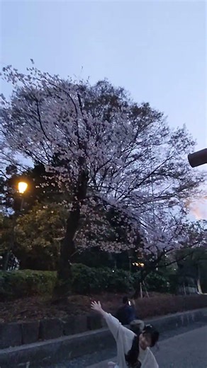 さくら 靖国神社 20260329 カメラ Google Pixel 5a