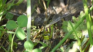 File:Blue Hawker female ovipositing.webm - Wikimedia Commons