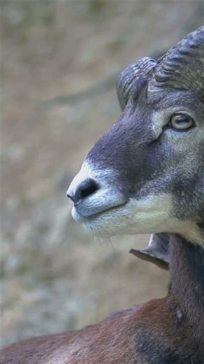 Ram Fighting Tradition: Middle East Explained #facts #animals