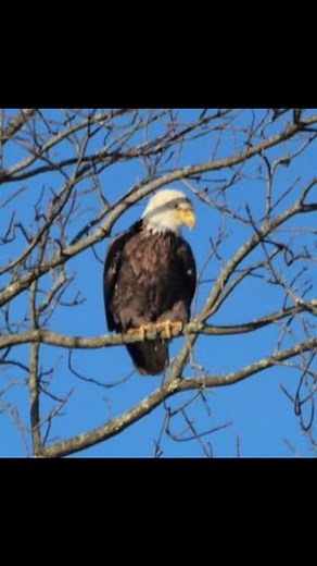 #animals #alltimelow #titalwaves | Steven Kipp