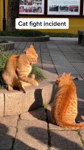Street Cat Fight: Two Cats Battling for Territory