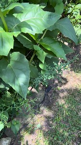 Insects drinking from Cup Plant - Silphium perfoliatum. The water will hold for days. Birds, insects and other wildlife will drink from it. Plant it, if native to your region. #Cupplant #savingmonarchs #gardening #naturalgarden #easternchipmunk #chipmunk #pollinators #nativeplants | Saving Monarchs
