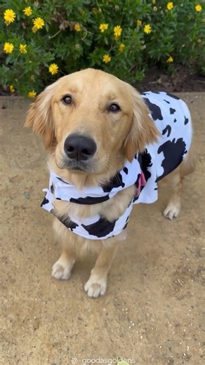 Cow-dog Artie loves a good Mooooo 🐮😂