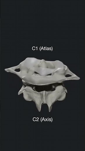 atlas and axis vertebraeatlas and axis vertebrae movement #youtubeshorts #vertebra