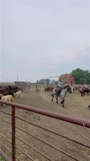 Branding Trap #heeling #calves #roping #ranch #cattle #cowboy