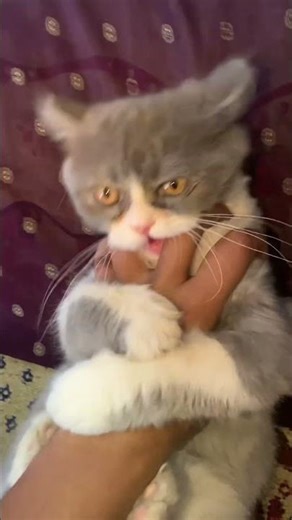 Tutu #cat #funny #fyp #song #new