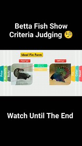 Betta Fish Show Criteria of Judging 🧐 ♥️ Please like, share, and follow thank you #highlights2025 #highlightseveryone #highlightseveryonefollowers2025 #reelsviralシfb #highlightsシ゚ #reelsfbシ #reelsfypシ #highlights #bettafish #follower | Mondrew James