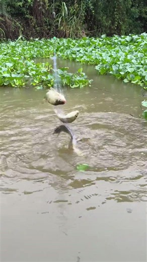 Tips for a Great Catch Correct Methods and Techniques for Fishing in Flowing Water #FishingTechnique