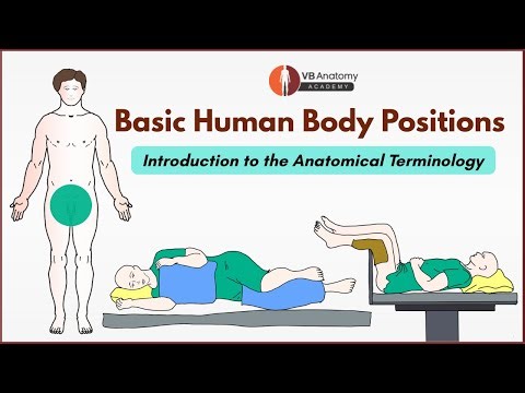 Basic Human Body Positions - Introduction to the Anatomical Terminology | Dr Vaishaly Bharambe