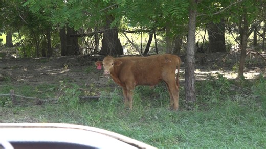 Hundreds of head of cattle missing, found dead after floodwaters carry them miles