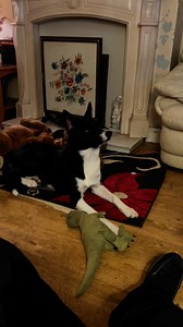 Barney watching a thriller with Liam Nielsen #liamnielsen #react #reaction | Stephen Kelleher