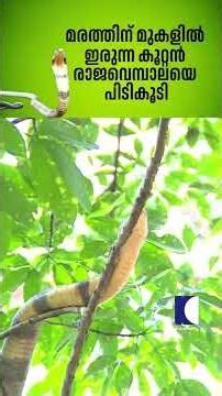 മരത്തിന് മുകളിൽ ഇരുന്ന കൂറ്റൻ രാജവെമ്പാലയെ പിടികൂടി #snakemaster #vavasuresh #kingcobra