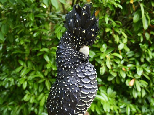 My most popular sculpture with my online audience, the Red-tailed black cockatoo! Titled ‘Regalia’ it’s of a female cockatoo with her chest puffed out, crown flared like a stage worthy headdress. I love the beauty of these exotic birds. As it’s been so popular, I am making it a limited edition of 24. All the info about this sculpture is on my website 🙌 [wildlife, wildlife art, wildlife artist, paper sculpture, contemporary sculpture, British artist, cockatoo, red tailed black cockatoo] #wildlif