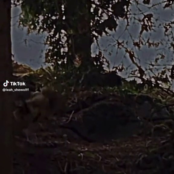 Twilight Wolf Transformation - Howling at the Moon