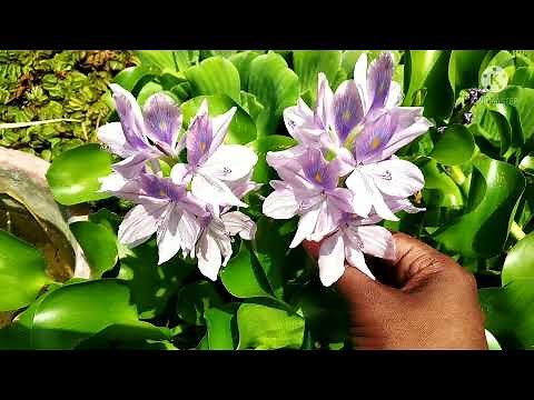 Water hyacinth | Eichhornia | जलकुंभी | Hydrophyte | Ecological adaptation