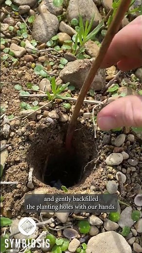 How to - Fastest Way To Plant Tree Saplings!
