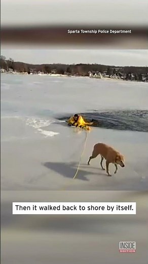Dog Who Fell Through Ice Gets Rescued #shorts