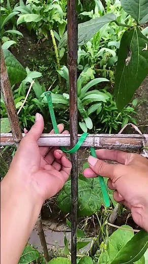 Nylon buckle strap fixing technique for plant stem support system