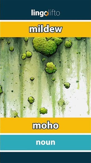🇬🇧🇪🇸 mildew - moho : learn English : aprendamos inglés : vocabulary builder