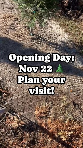 1.3K views · 22 reactions | We’re busy getting the farm ready for Choose & Cut!  Every tree grown right here on our farm. Come pick up your perfect tree starting Nov 22 漢 Plan your visit at www. springcreekfarmchristmastrees.com #chooseandcut #christmastreefarm #farmlife #christmasprep #familytraditions #familytreefun | Spring Creek Farm Christmas Trees | Facebook
