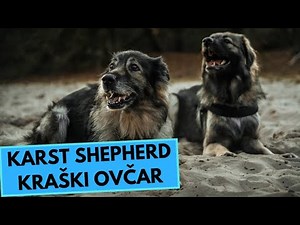Karst Shepherd - TOP 10 Interesting Facts - Kraški Ovčar