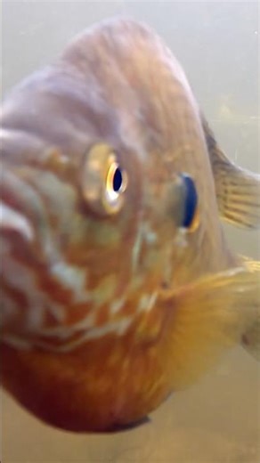 Left a GoPro on the lake bed in Minnesota for awhile #fish #nature #bluegill #fishing #outdoors