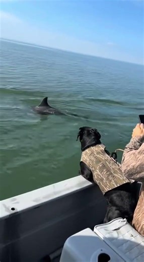 Dog Jumps for Dolphin, Owner Reels Her Back! 🐶🐬