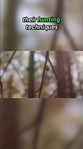 Top Ten Predators with the Most Strategic Hunting Styles: The Ingenuity of Nature's Hunters