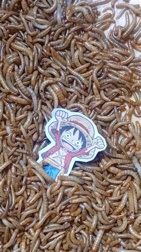 caterpillar vs Luffy! #caterpillar​ #onepiece #luffyedit#zombie #bug #experiment​ #short