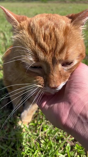 A few people have asked how Mega passed away. He was doing really good but on friday we noticed his breathing was heavier and after taking xrays we realized he had pneumothorax. I took him to an emergency clinic and they attempted to fix the problem but Mega went into cardiac arrest. They tried to revive him but couldn’t. It happened so quickly and I wasnt prepared. Id do anything to hug you again, Mega.