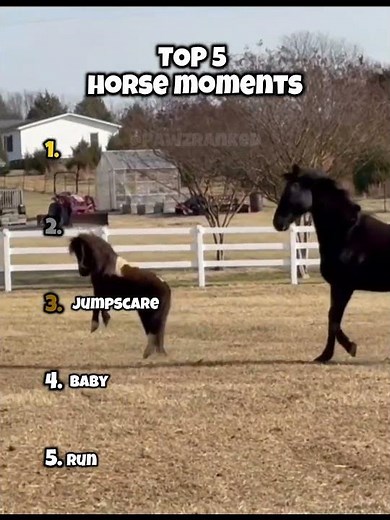Ranking the Funniest Horse Moments 😭😂
