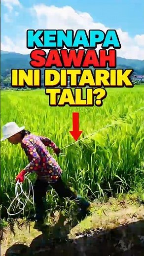 Artificial Pollination Mechanism in Hybrid Rice Cultivars #agriculture #rice #technology #innovation
