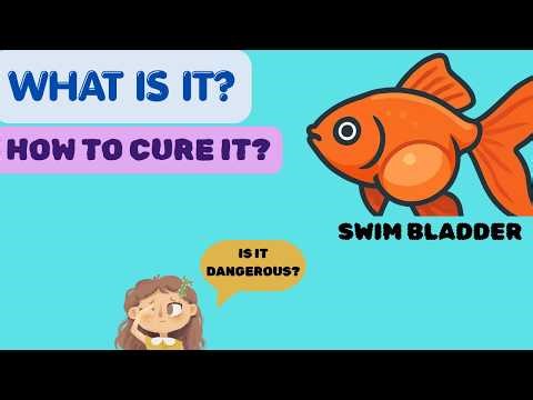 How to Fix Swim Bladder in Goldfish in 24 Hours