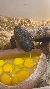 Awesome close-up video of a venomous giant Mexican beaded lizard having breakfast | Animal Magic, Inc.