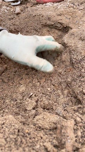 Smiley's Rock Shop got into a brand new seam at the Crystal City mine and started pulling big ones right out of the top soil 🤯⛏️💎 | Colorado Geology