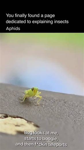 Explaining Insects 🦋 on Instagram: "Aphid are tiny, soft-bodied insects that feed on plant sap. They use needle-like mouthparts to pierce stems and leaves, draining nutrients from plants and often causing curled leaves, yellowing, or stunted growth. Aphids reproduce extremely fast—many give birth to live young without mating—so small groups can turn into large infestations in a short time. They are also famous for their relationship with ants. Aphids release a sugary liquid called honeydew, whi