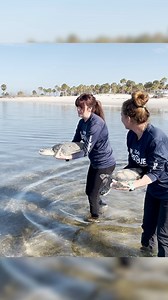 85K views · 5.2K reactions | Yesterday, Clearwater Marine Aquarium...