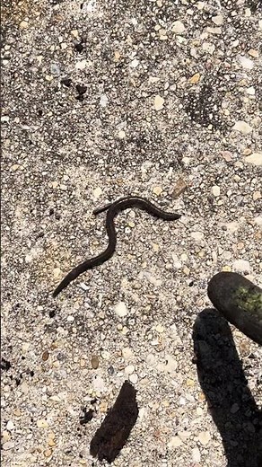 Invasive Species alert: Have you ever seen an Asian jumping worm?