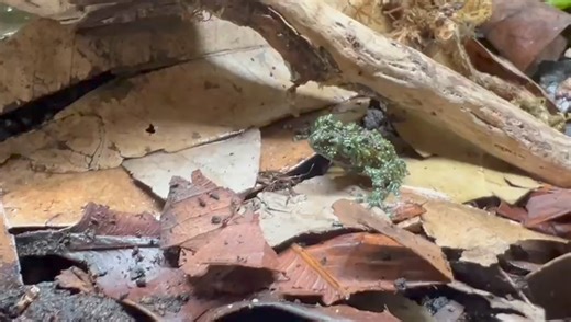 1.4K views · 14 reactions | New In... Vietnamese Mossy Frogs  These are awesome looking frogs with relatively easy care requirements 華聯 #mossyfrog #mossyfrogs #vietnamesemossyfrog #frog #frogs #treefrog #treefrogs #amphibian #amphibians #thelodermacorticale | Exeter Exotics | Facebook