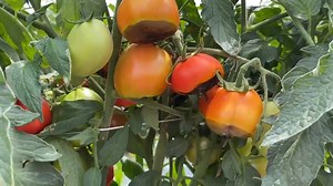 Practical Guidelines to Eliminate Blossom End Rot (Part 3) 🍅 🍅 🍅 Step 1: Collect an irrigation water sample and test for sodium (