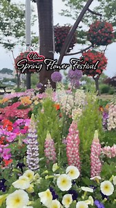 12K views · 471 reactions | Flowers in Ulsan, South Korea  | Daria in Korea | Facebook