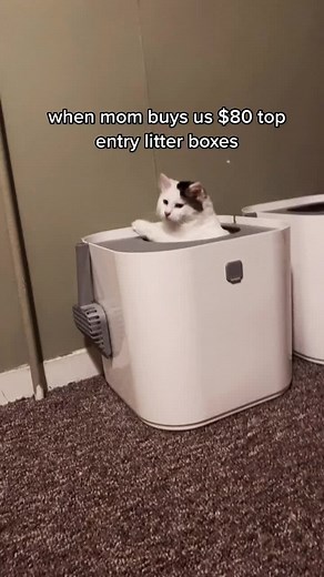 Top Entry Litter Box: A Stylish Solution for Your Cat