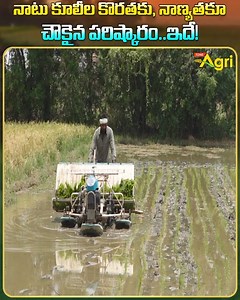 Ralo 6 Row Rice Transplanter. Ralo ES6R Paddy, Rice Transplanter for Agriculture. Ralo Agro Genetics is Focused on the Issues that are Impacting Agriculture. Ralo Walk Behind Rice Transplanter Benefits and Price Full Information by Ashok, Banjarapally Village, Hanamkonda District. #ToneAgri #Ralo6RowRiceTransplanter #RaloES6R #RaloRiceTransplanter #RaloAgroGenetics #RaloPaddyTransplanter #RicePlantingMachine #PaddyTransplanter #RaloWalkBehindPaddyTransplanter #AgriculturalMachines #Ralo6RowRiceT