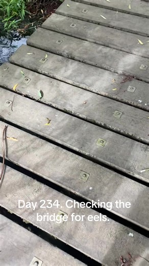 17th of February #eeltok #eelcheck #eelfeels #bridgecheck #february | eels