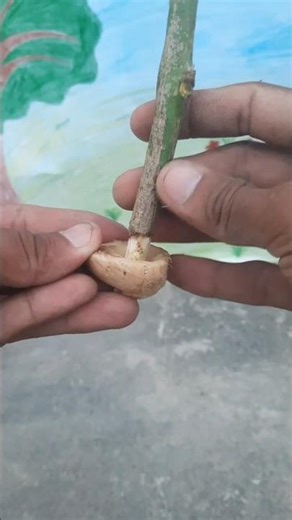 EASY Fruit Cutting Ideas to Try at Home