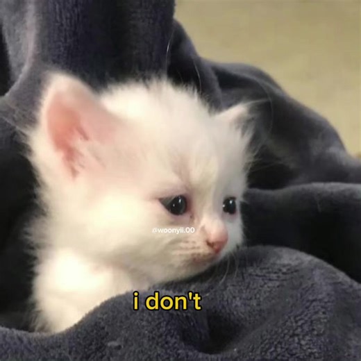 Funny Cat Voice Acting Memes That Delight Everyone